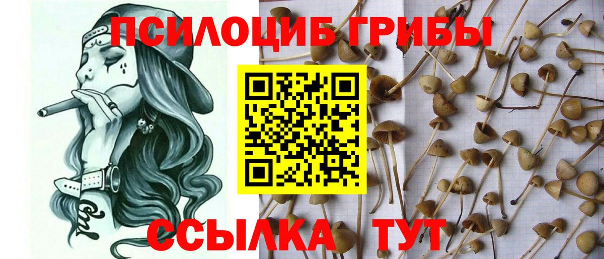 Бузулук  дарнет шоп  Вход с VPN  Галлюциногенные грибы Cubensis 